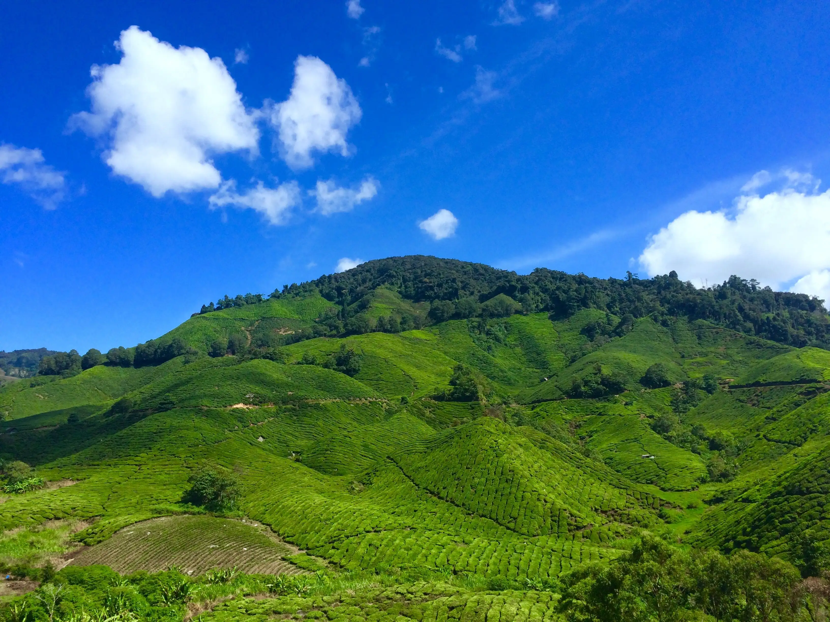 Cameron Highlands Tea Tour