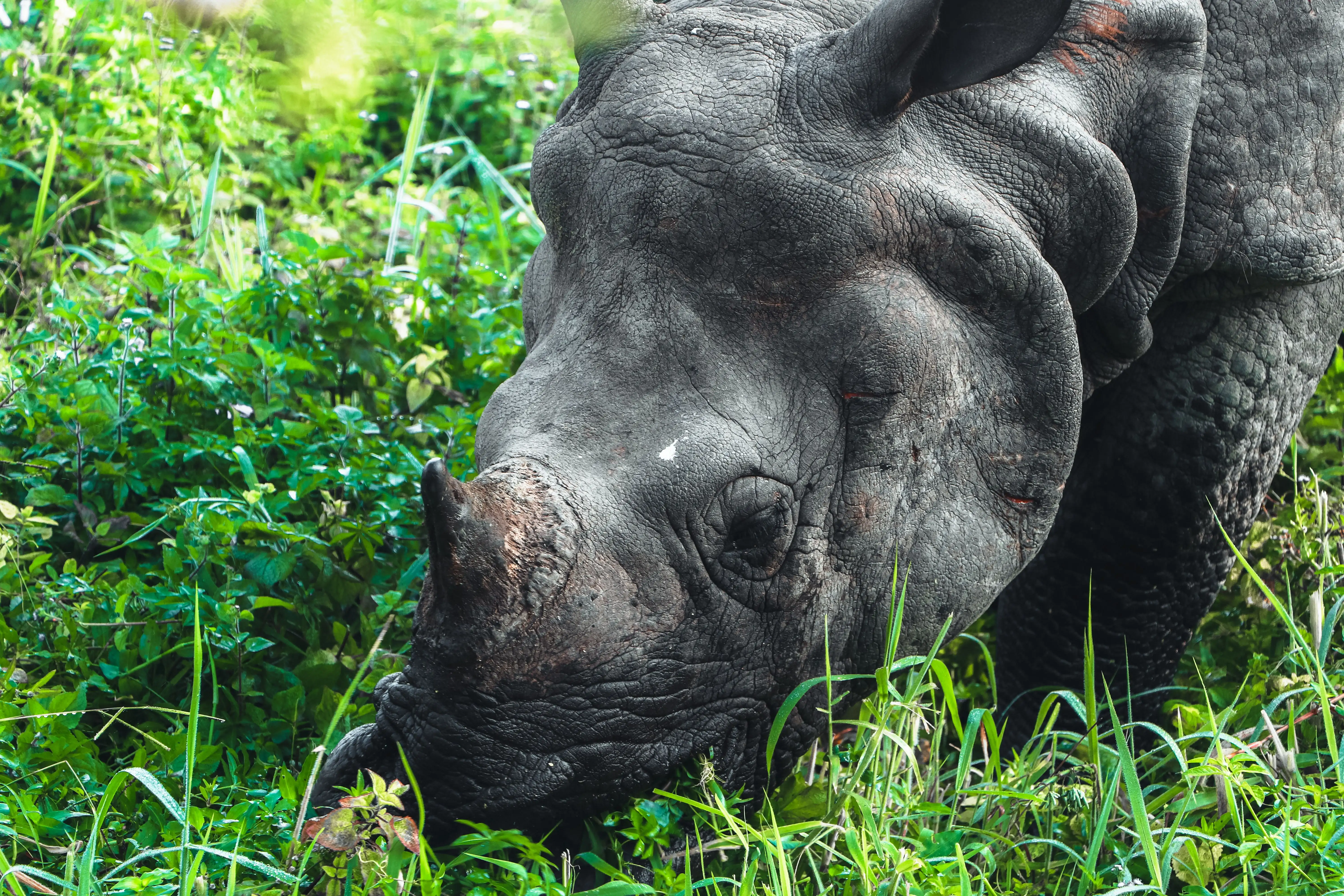Chitwan Jungle Safari