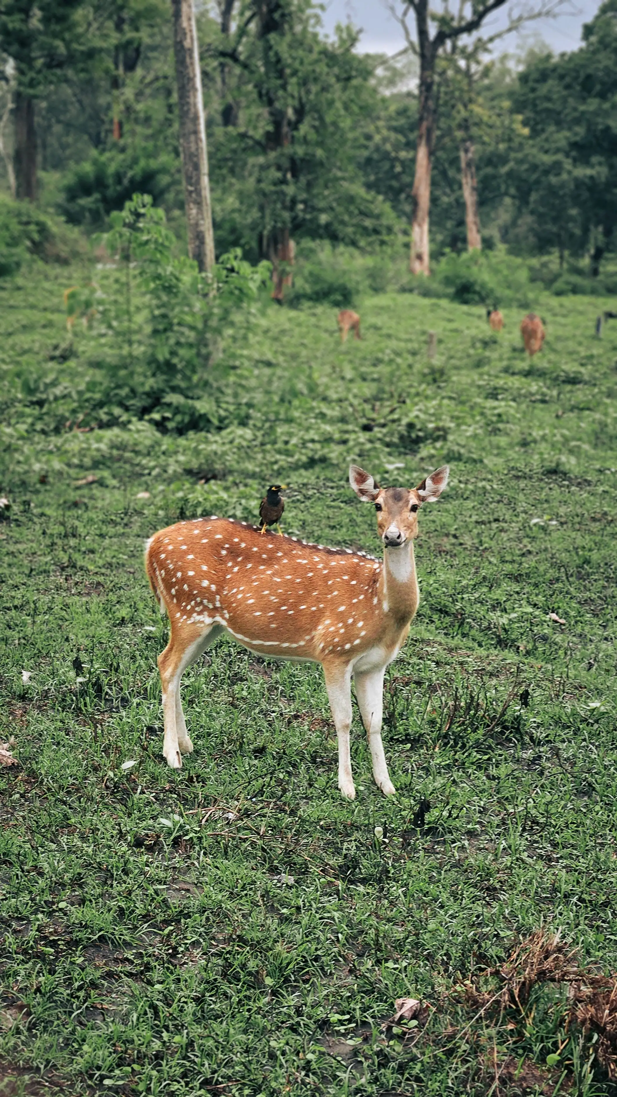 Chitwan National Park wildlife